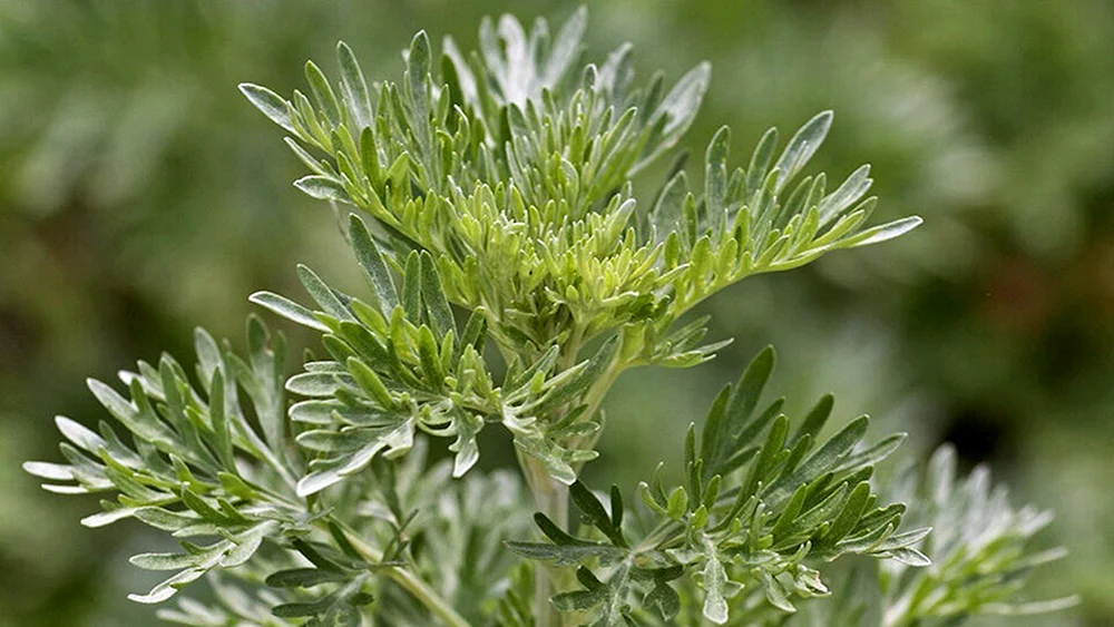 Bittere Artemisia absinthium