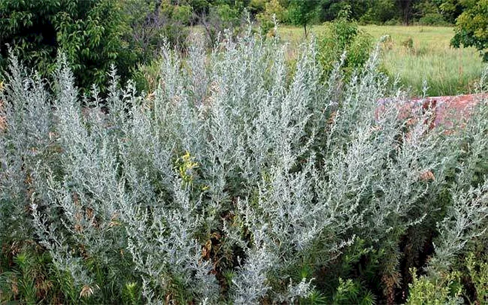 Bittere Artemisia absinthium