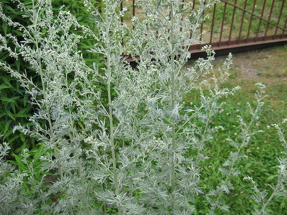 Artemisia absinthium