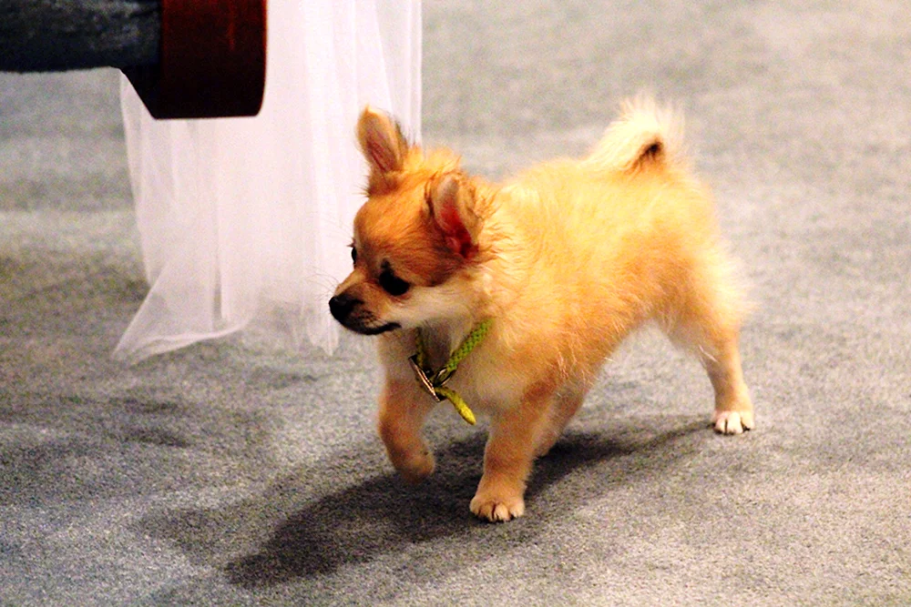 Chihuahua Pomchi