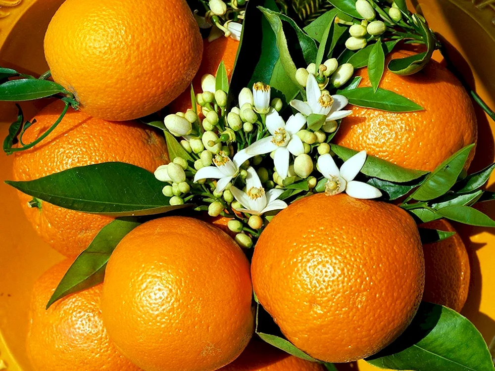 Pommersche Orange