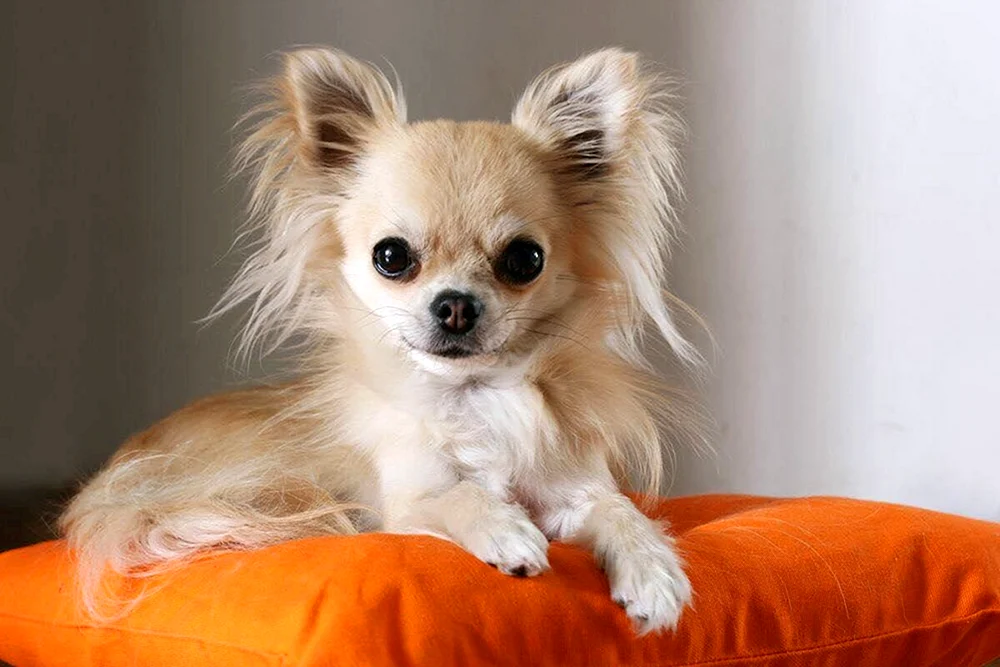 Pomeranian Chihuahua