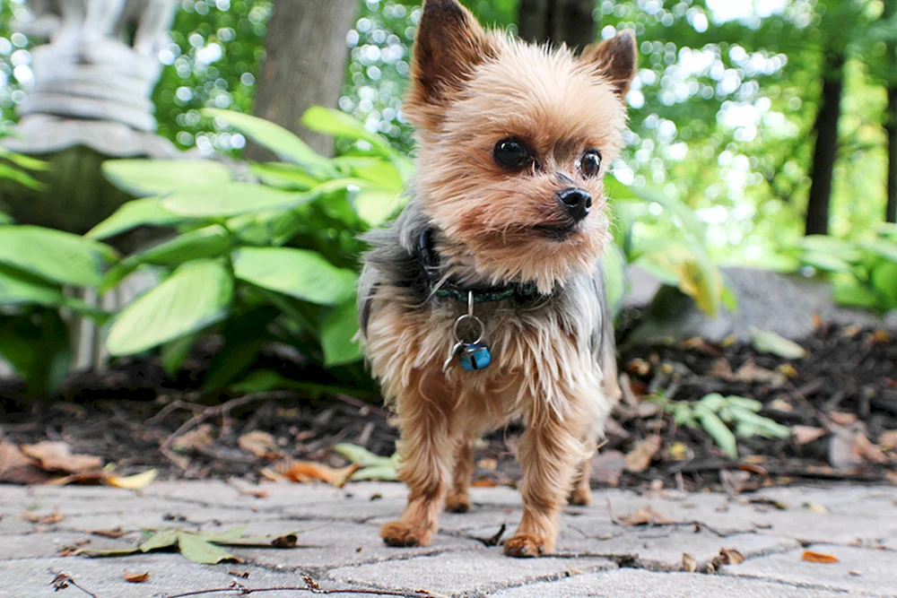Spitz Terrier