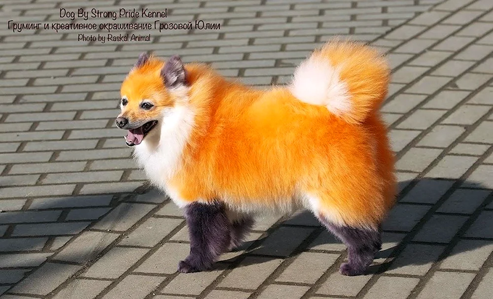 Pommerscher Spitz Fuchsschwanz