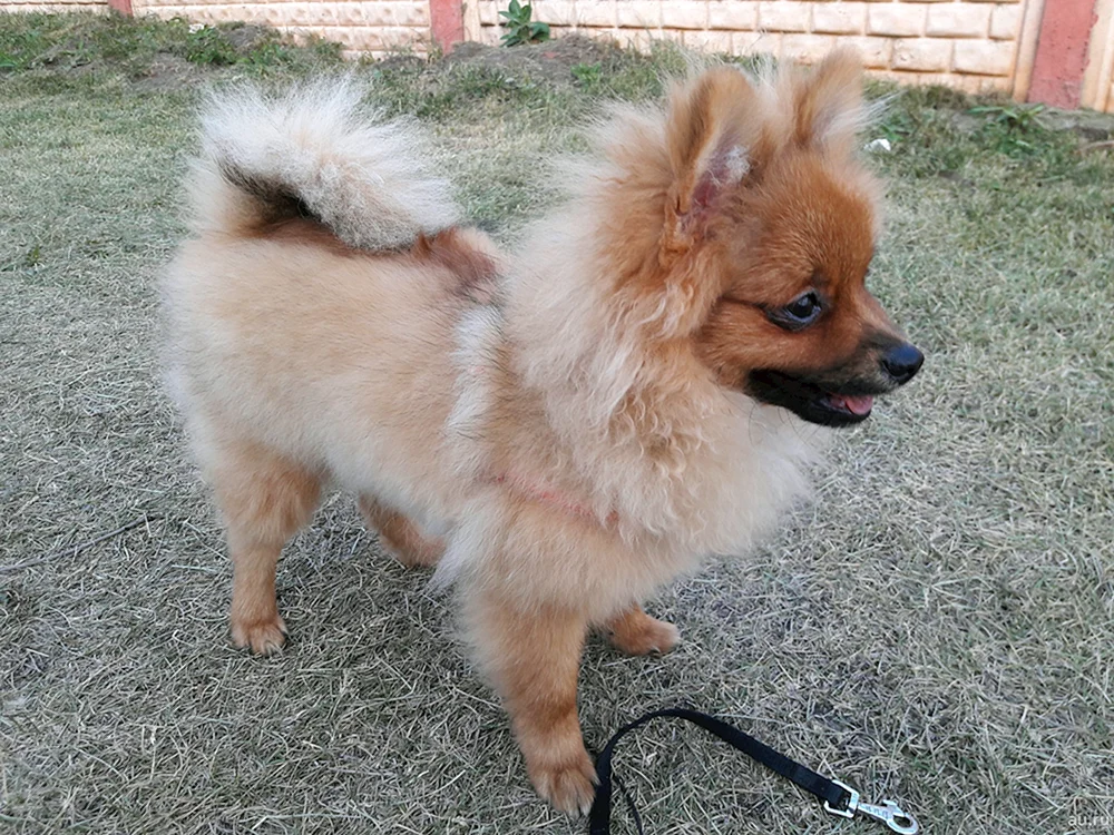 Pomeranian Foxhound