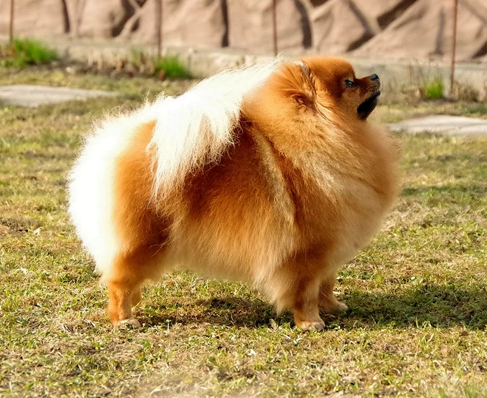 Pomeranian Foxhound