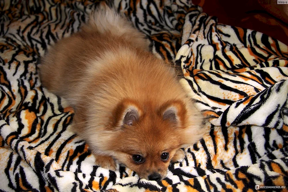Fuchs-Spitz Preis SPB Welpen