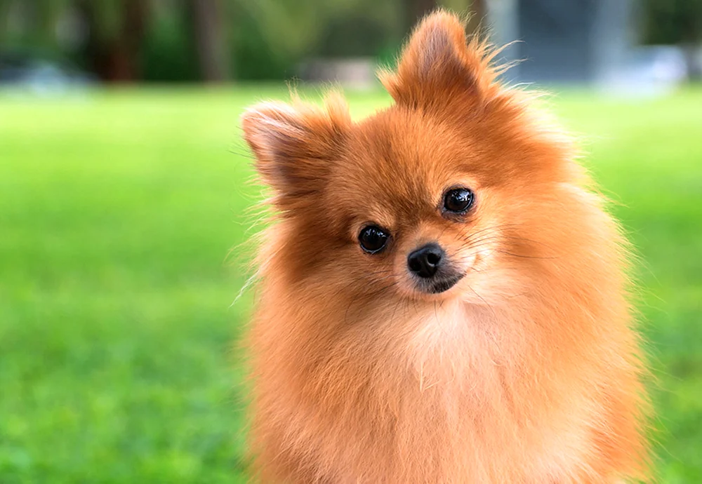 Fuchs-Spitz