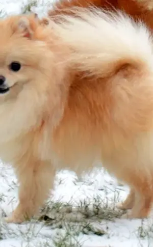 Pomeranian Foxhound