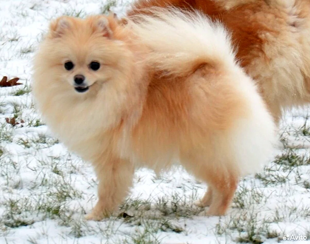 Pomeranian Foxhound