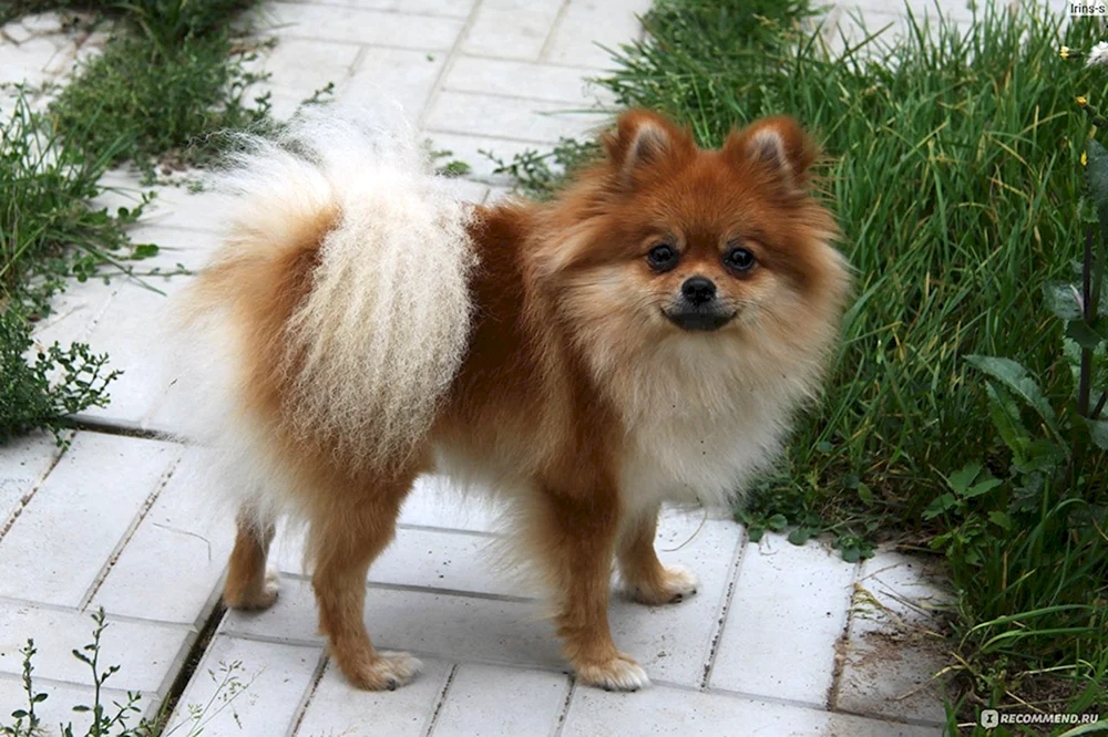 Pomeranian Foxhound