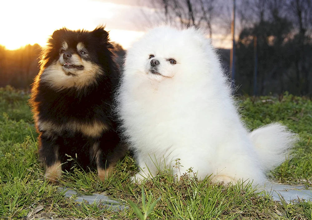 Pomeranian Lulu und Spitz