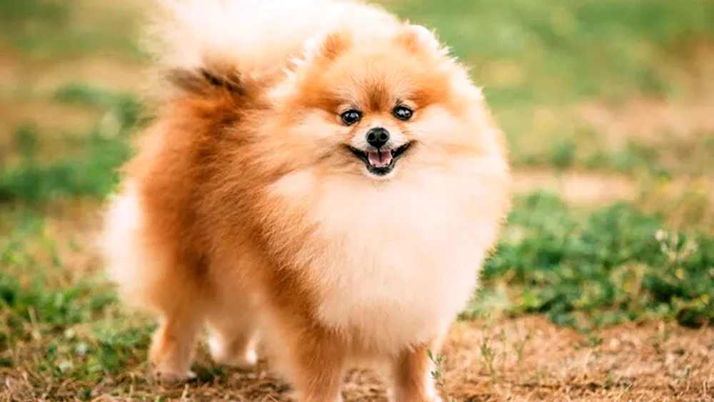 Pomeranian Spitz Alopezie
