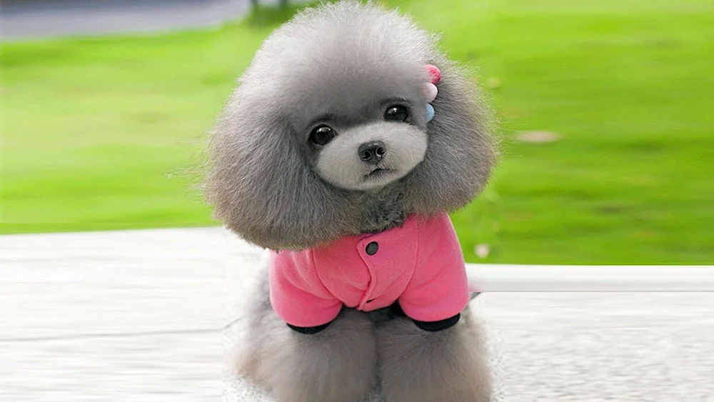 Pomeranian Spitz White