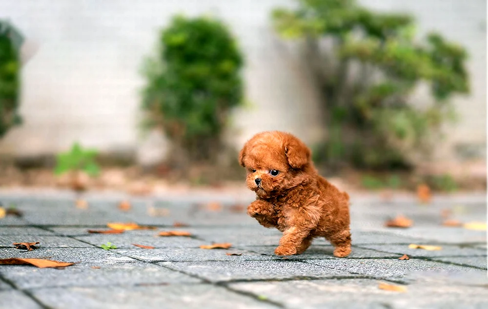 Teddy Pudel