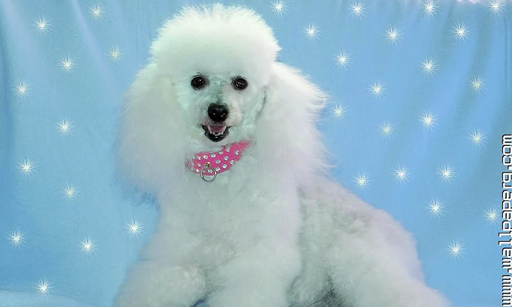 Pudel Bichon frisee