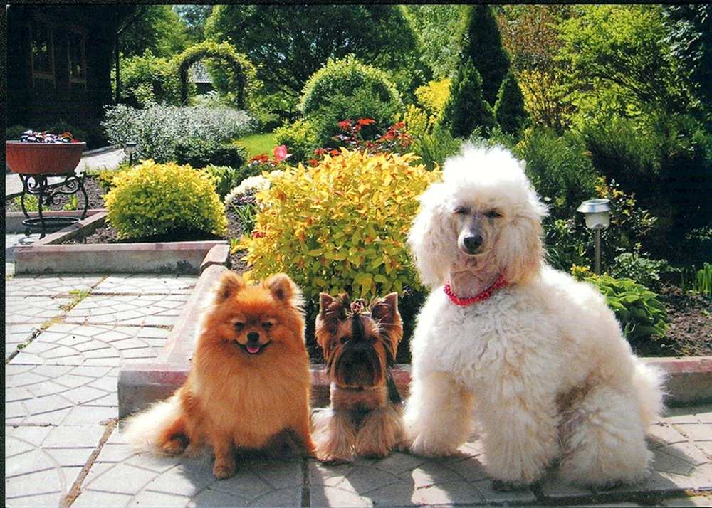 Maltipoo Pudel