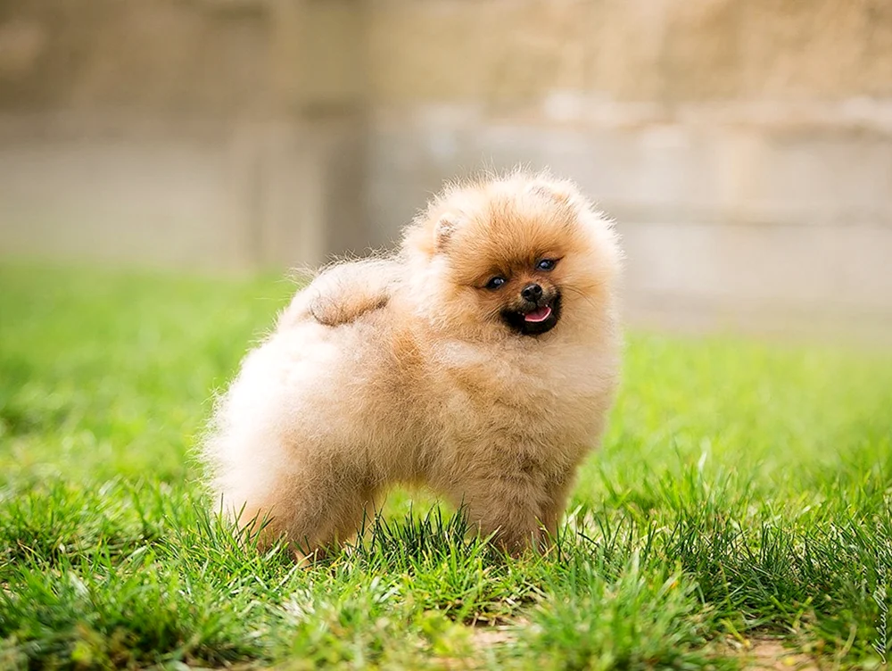 Zwerg Spitz Pomeranian
