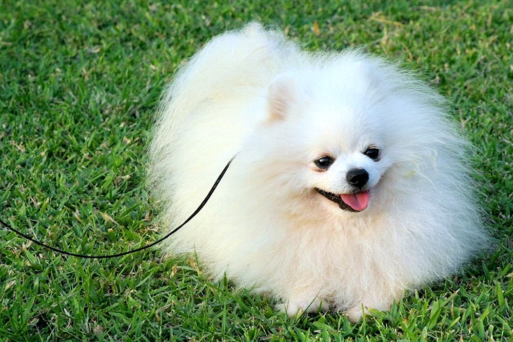 Pomeranian Puppi