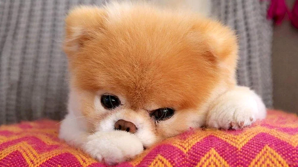 Pomeranian Spitz Teacup.