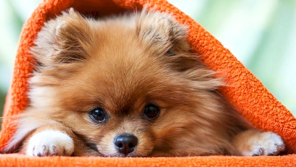 Pomeranian Poohpie