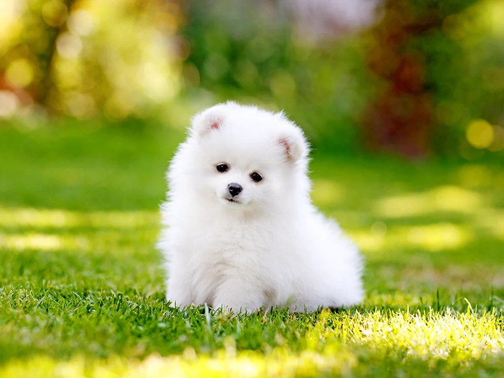 Pomeranian Welpen
