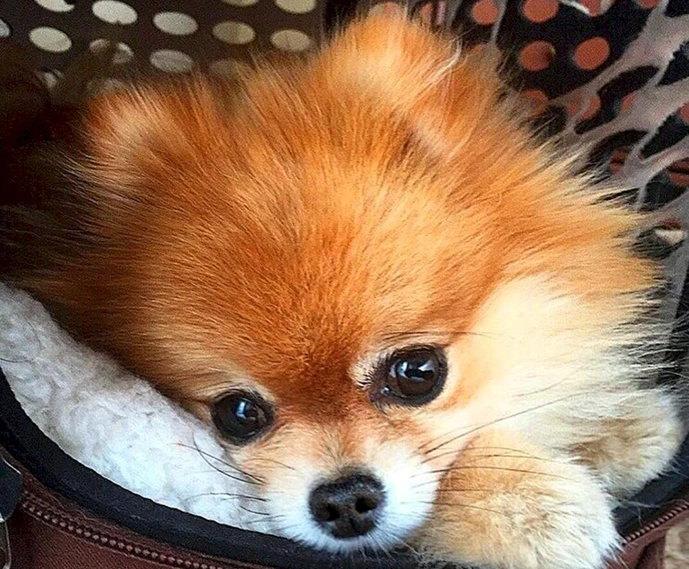 Pomeranian Spitz Poo