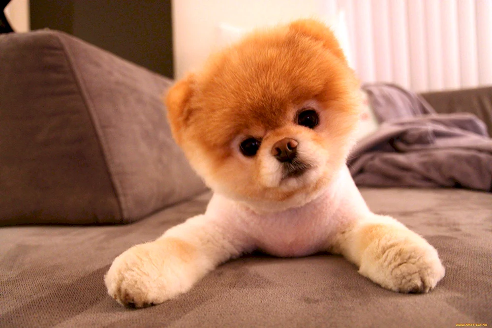 Pomeranian Spitz Boo