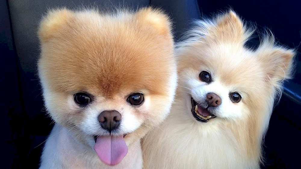 Pomeranian Spitz Boo