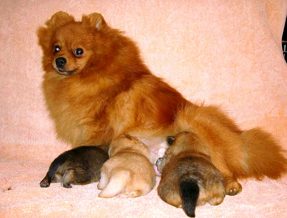 Pomeranian Spitz 1 Monat alt Pomeranian Spitz Welpen Neugeboren