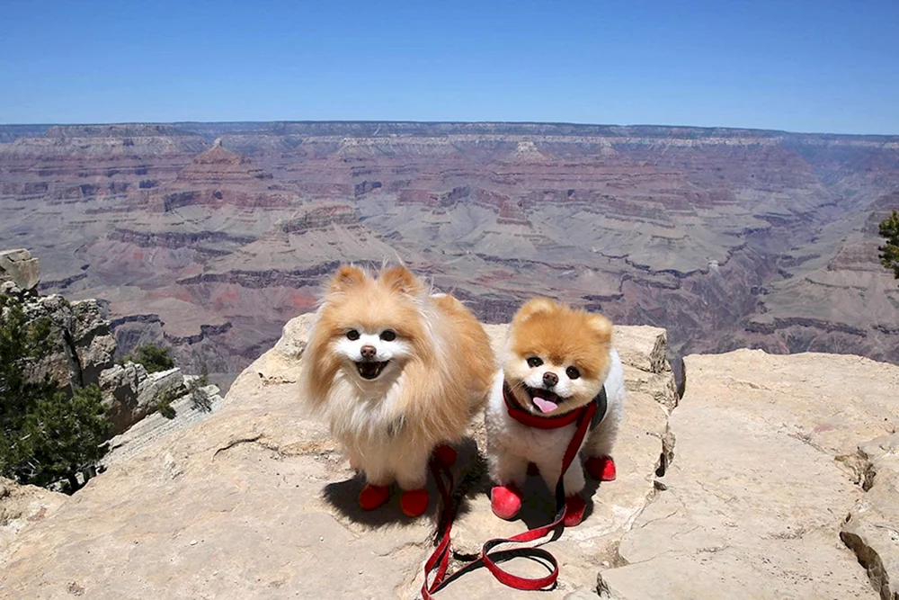 Pommerscher Spitz Boo