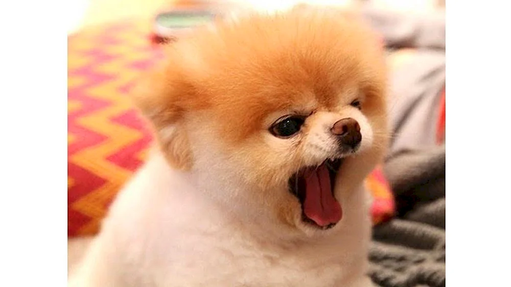 Pomeranian Spitz Puppi