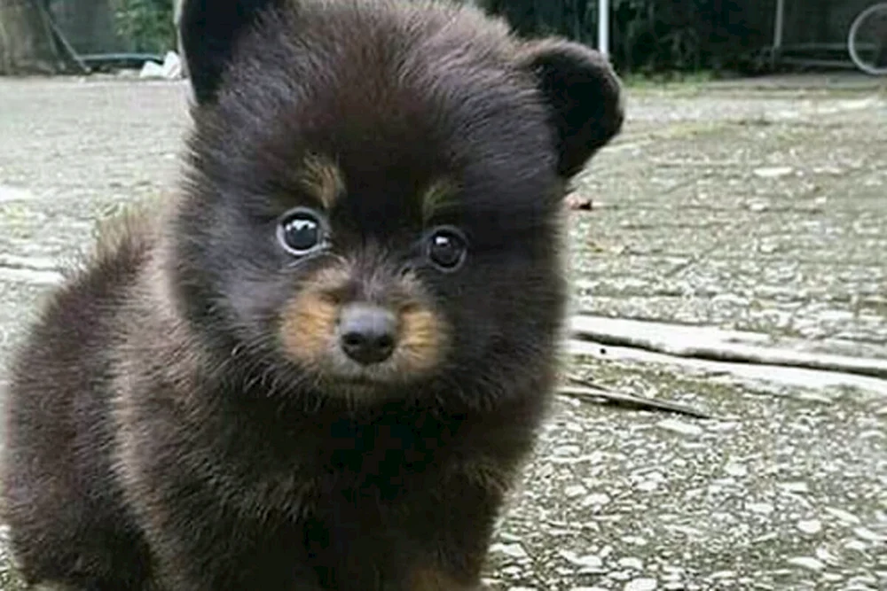 Bertram Spitz Boo