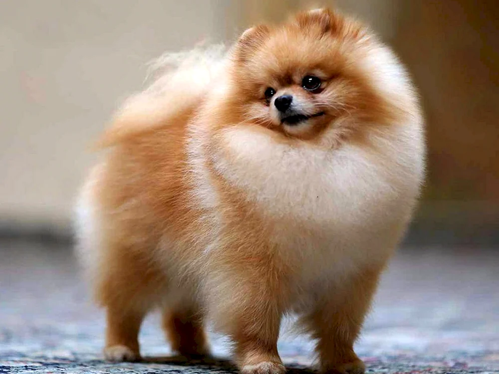 Pomeranian Spitz