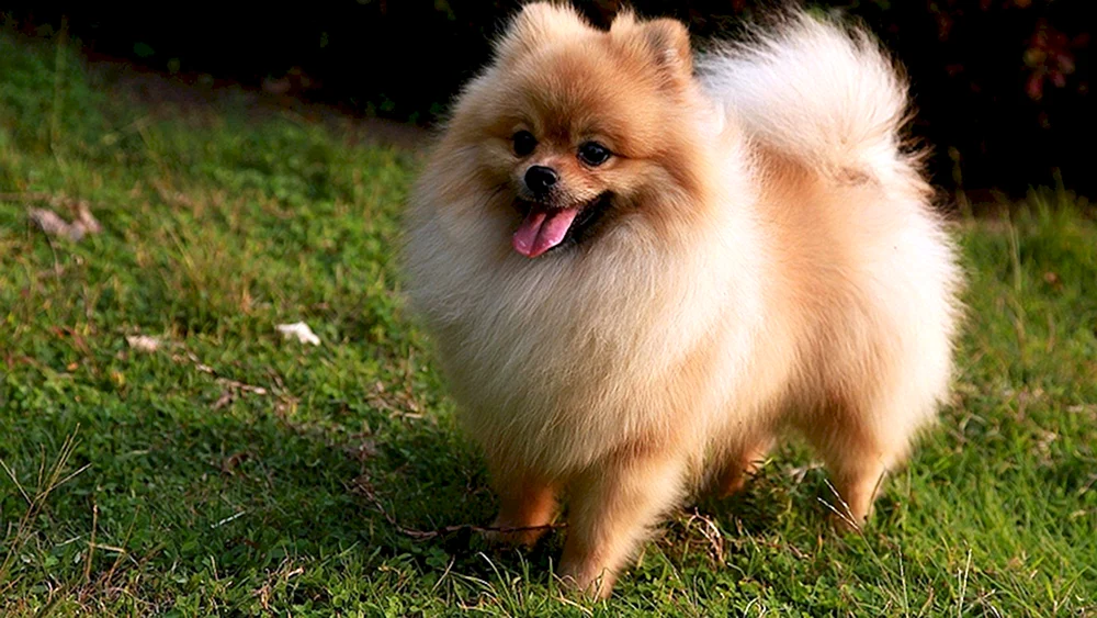 Deutscher Pomeranian Spitz