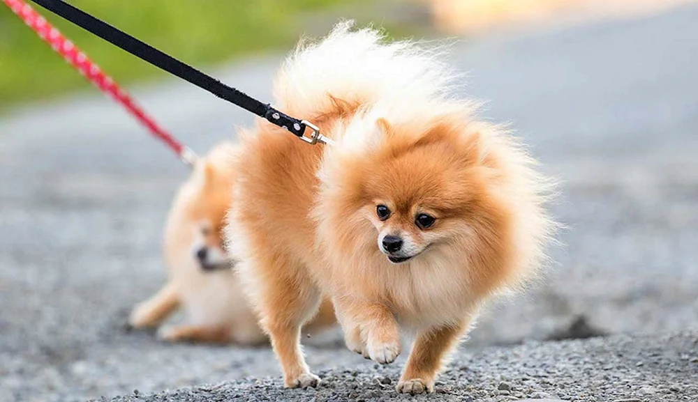Pomeranian Spitz