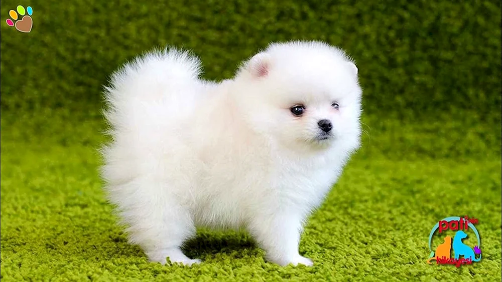 Pomeranian Spitz