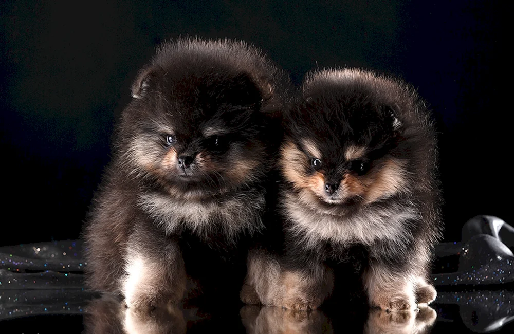 Pomeranian Spitz schwarz