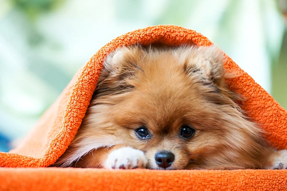 Pomeranian Poo