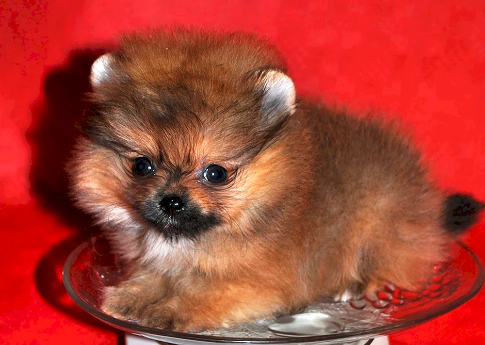 Micro Chihuahua langhaarig