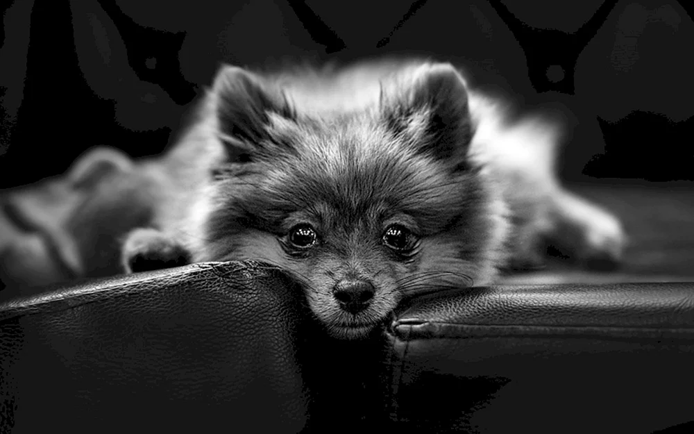Pomeranian Spitz