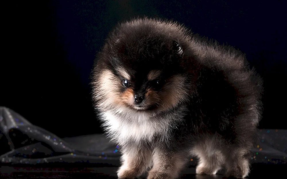 Pomeranian Spitz