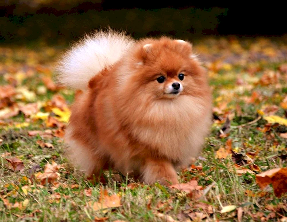 Chow- Chow