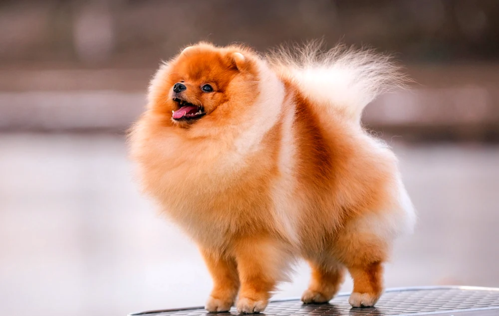Pomeranian Spitz