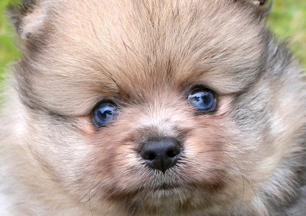 Pommerscher Spitz Merle