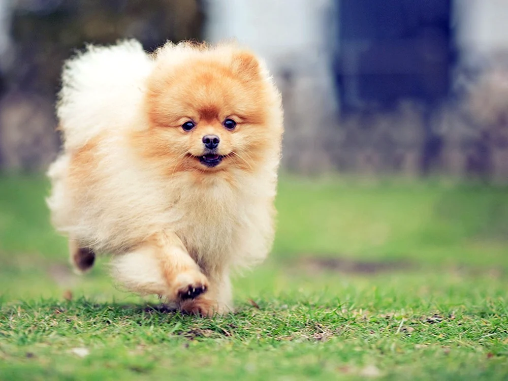 Pomeranian Spitz