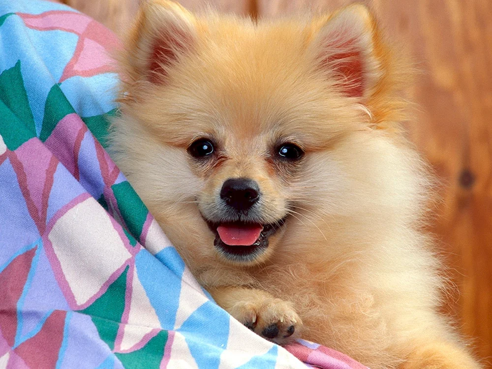 Cavalier King Charles Spaniel Little Spaniel