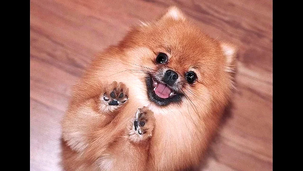 Hunderasse Spitz