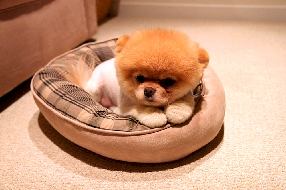 Pomeranian Spitz Boo