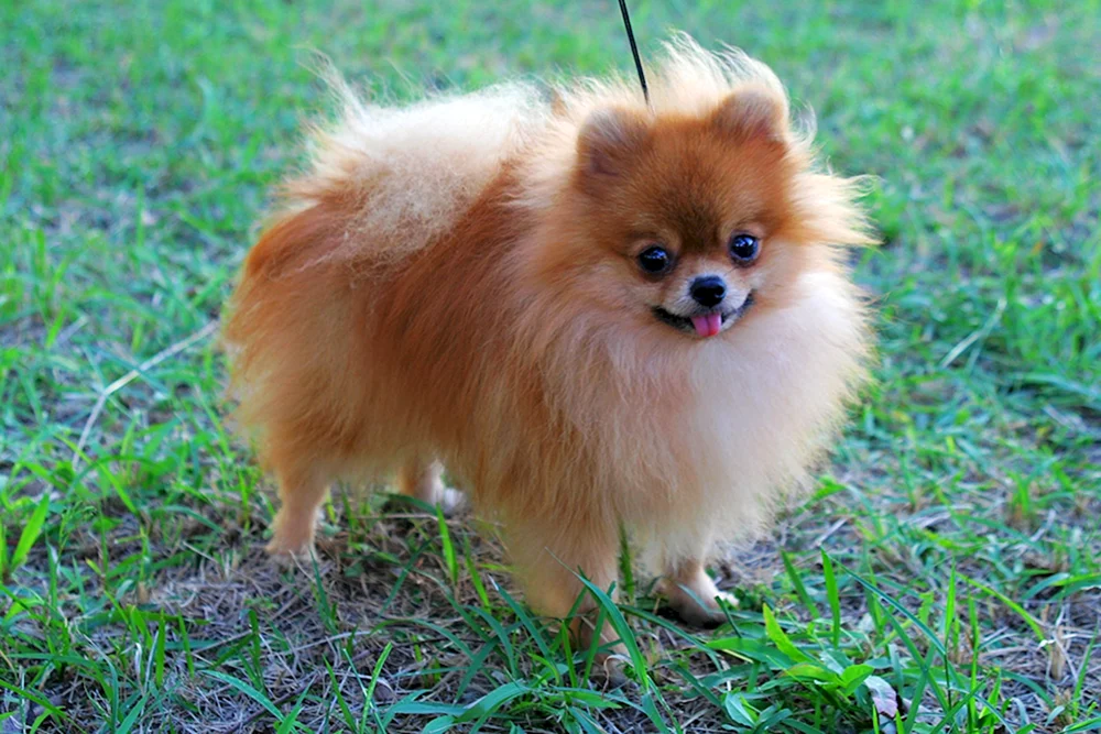 Zwergspitz Chihuahua. Kurzhaarspitz Weiß, Maltipoo Micro, Zwergpudel, Zwergspitz Boo, Toy Terrier, Zwerg Chihuahua, Chihuahua Puppi, Zwergspitz. Spitz Chelsea